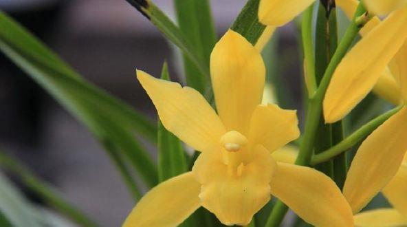 耐看|农历7月16日开始,养花养个耐看的,开花爆满,花型奇特美丽