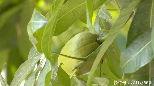 养了十年的发财树,高约5米,年年都结发发财果,出上万都不卖