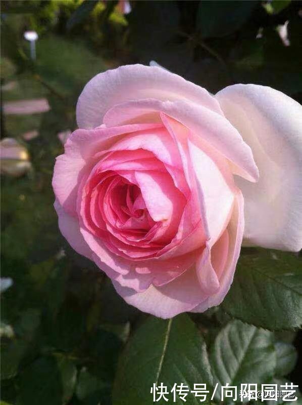 农村最常见的3种肥料，教你学会“堆肥”，立春后就能使用了