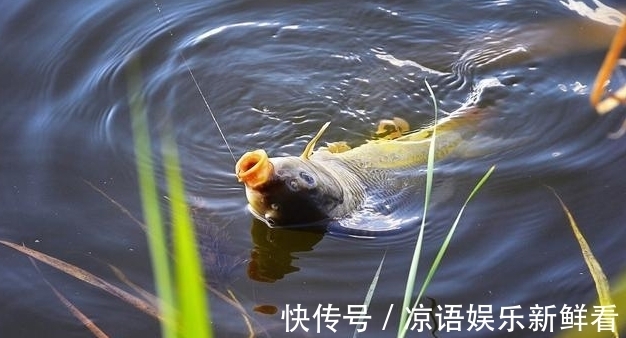 空气|饵料附钩性太差，入水之后很快就会脱落怎么办？一个小技巧解决