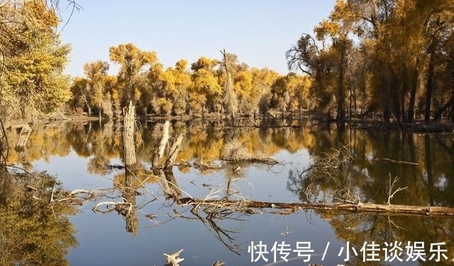 塔里木盆地|世界上面积最大、分布最密集、存活最好的天然胡杨林，轮台胡杨林