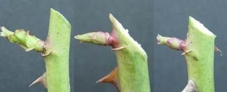 技巧|让家里的盆栽月季开的花又大又香,只用了一个技巧