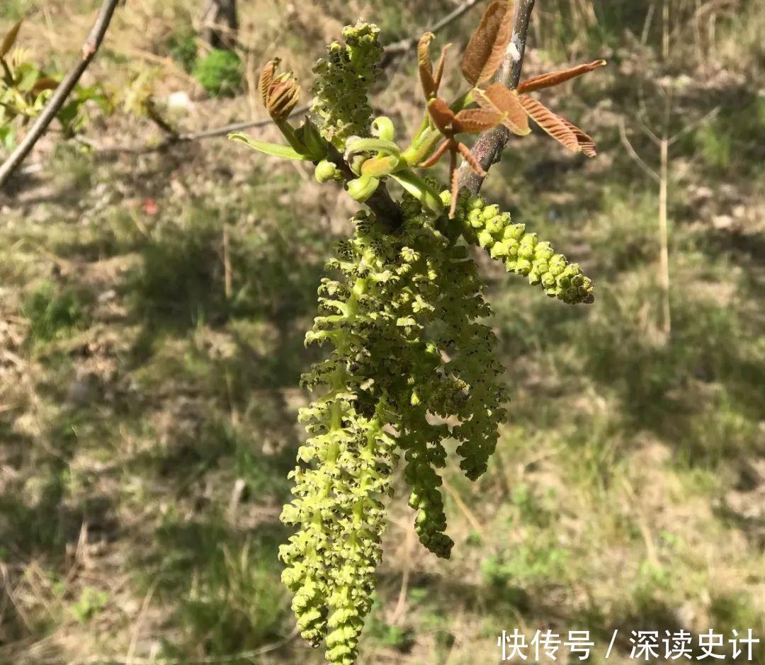 农村的6种花，烙饼子、炒菜、炖汤···再晚没得吃了！