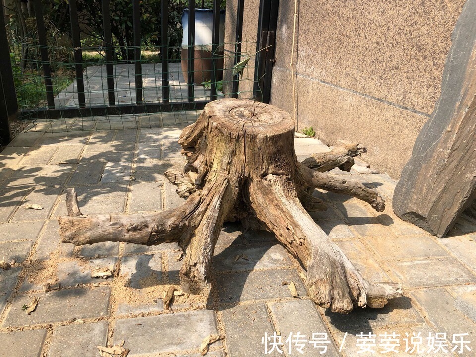 养护|周末回趟老家,捡了这些“老物件”养花,一瞬间高档、文艺