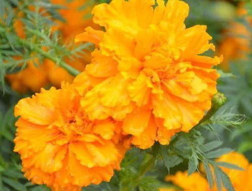 贵人|未来三个月,4属相财运顺畅,贵人相助,业绩节节攀升,生活幸福