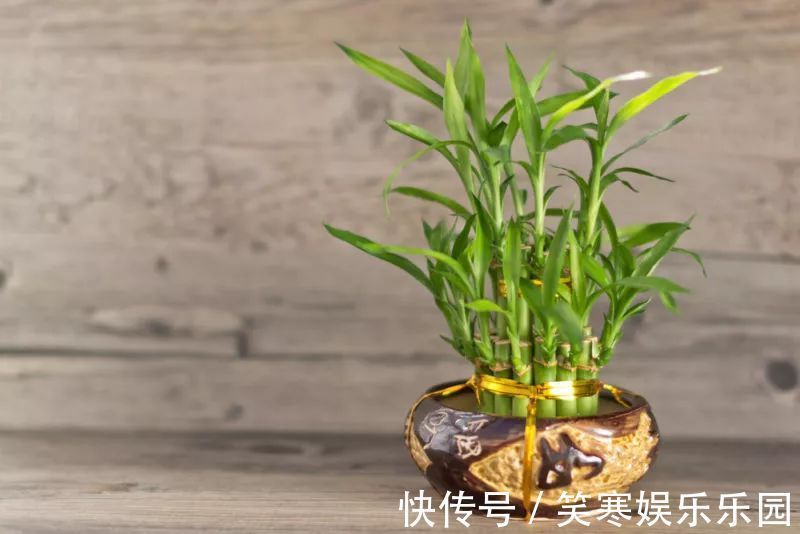 发财树|7种寓意“旺财”的花,适合养在家里,看着就有好兆头