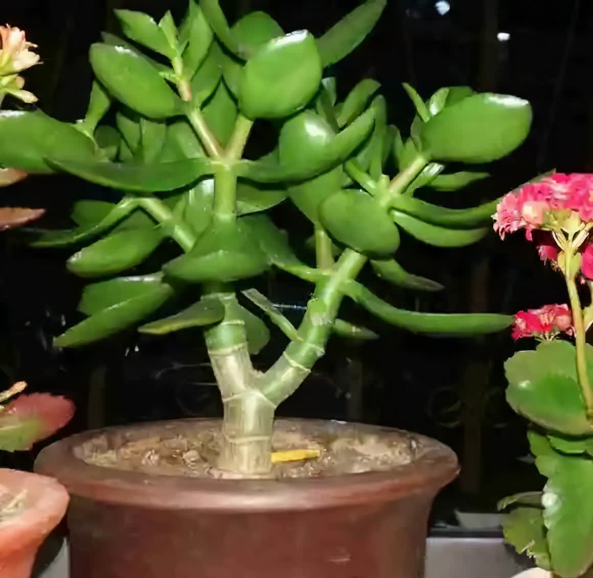 剪根粗枝插土里，2周能生根，一年长成大老桩