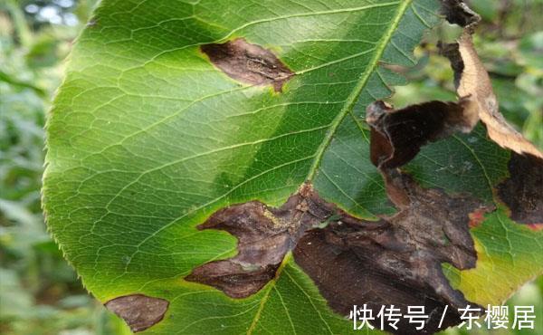 日灼病|把梨树种成这样也是服了，本来是完全不会发生的，现在基本无救了