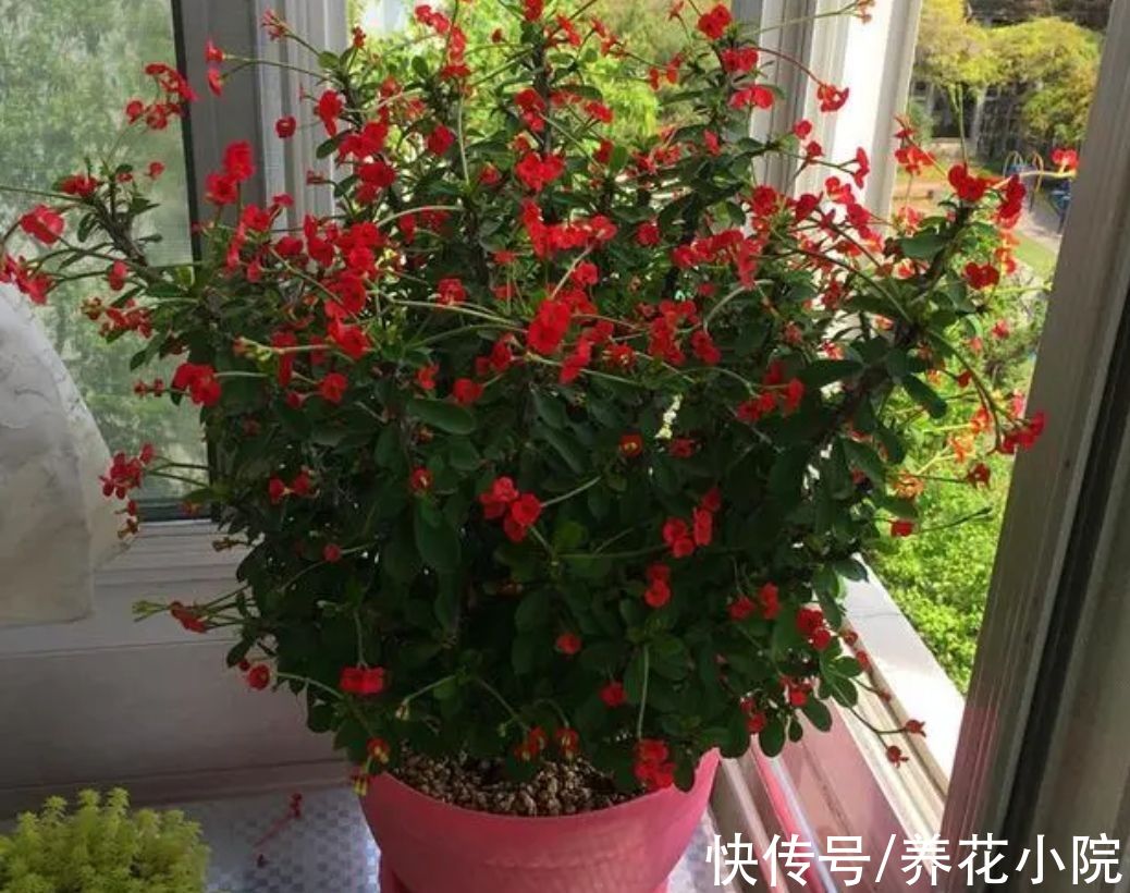 烂根|6种花怕“水涝”，天冷要管住手少浇水，不然容易烂根，难过冬