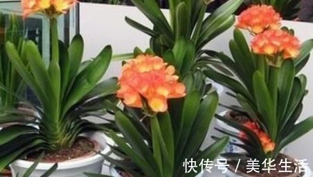 君子兰小苗这样养,叶多、翠绿肥厚,根系足,一年就能养开花