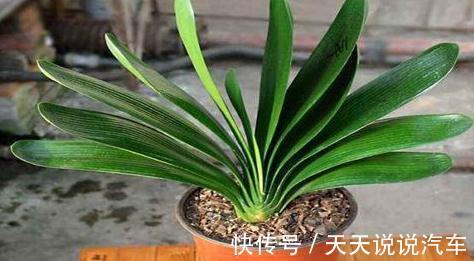 怎么养好君子兰,君子兰四季养护管理及注意事项