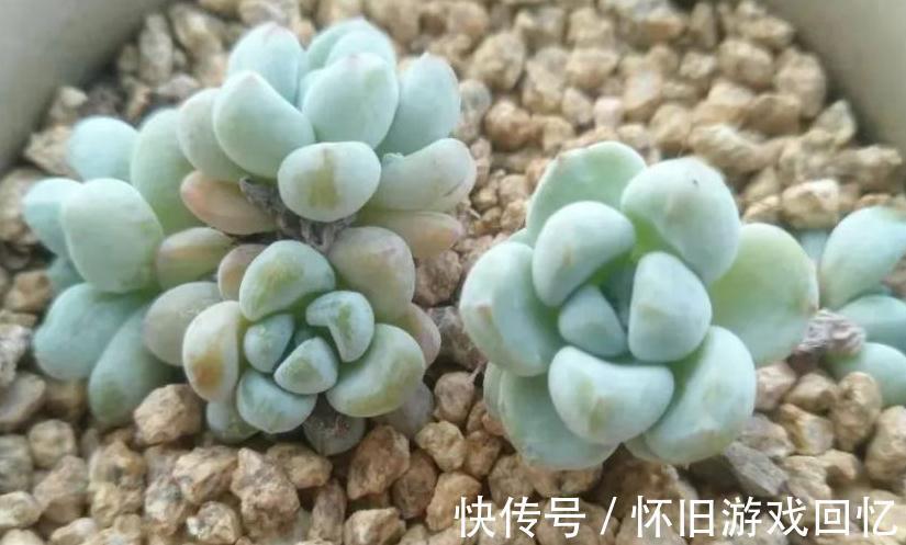 结板|如何判断服盆,什么多肉好养