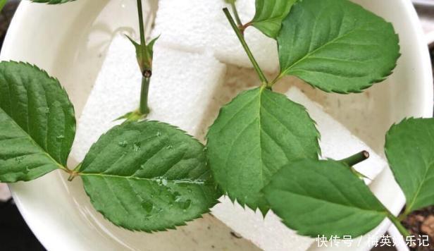 扦插长寿花:从母株上选枝叶、催根、育苗,得做好这些细节