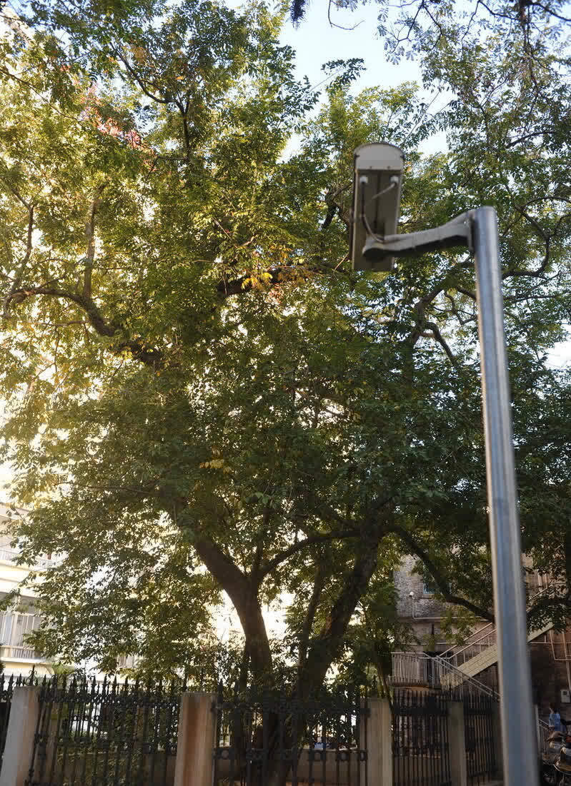 进入3月植树忙,有空地就种“4种树”,能看能吃,越大价值越高