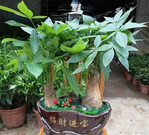  根系|养绿萝、发财树，一个月盆里喂2-3酒，不黄叶、根系壮、枝叶绿