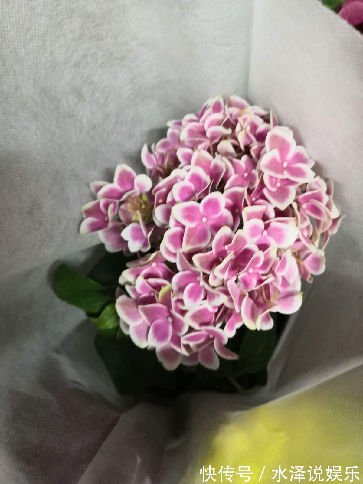 要点|养绣球花不难,掌握6个要点,花球又大又鲜艳!