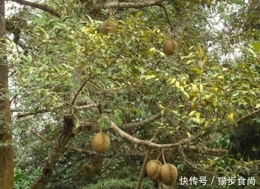 生活小妙招!喝酒不能吃6种水果,否则会中毒,记清楚了!