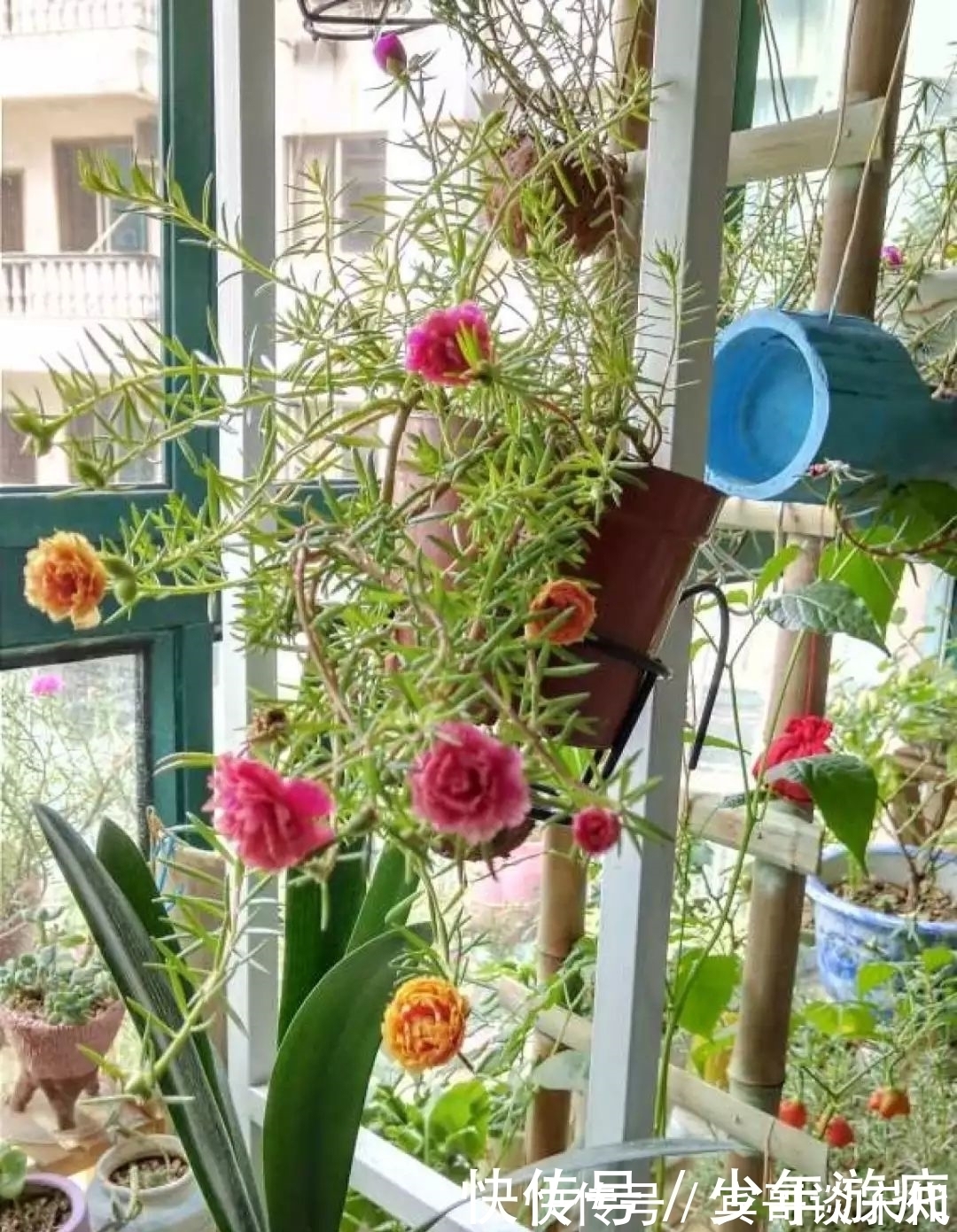 花园|养花技巧：客厅养一堆便宜花，一年四季开不停，没钱也能变花园！