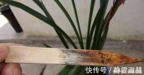 肥料|养护君子兰,2个肥料轮流用,一种长厚叶,一种开大花