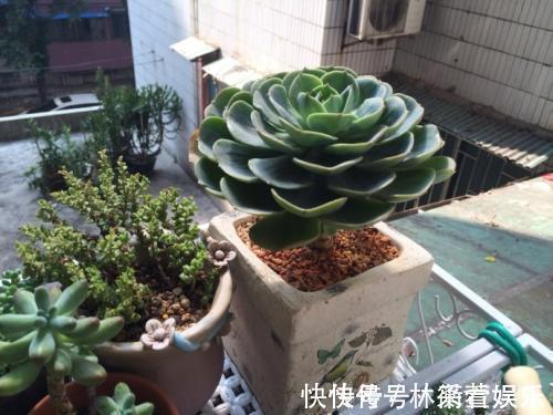 绿法师|多肉不能随便养,挑这3个品种,三五年成老桩,价值涨了不少