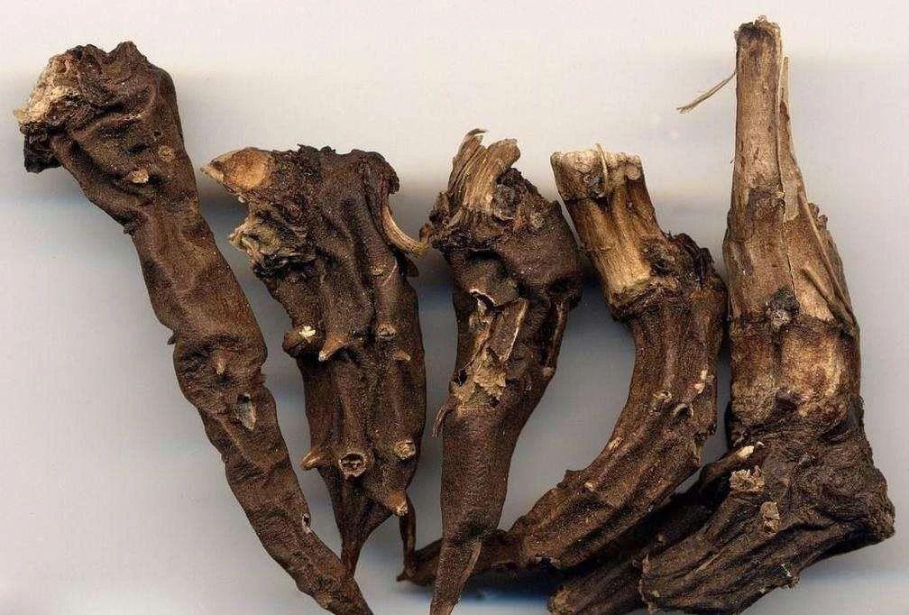 附子|此物虽然有大毒,却是医者喜欢用的祛风湿良药,主治大病症