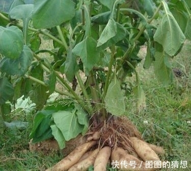 降血压|农村此些宝贝野菜，除湿，活络关节，降血压血脂，谁吃谁好