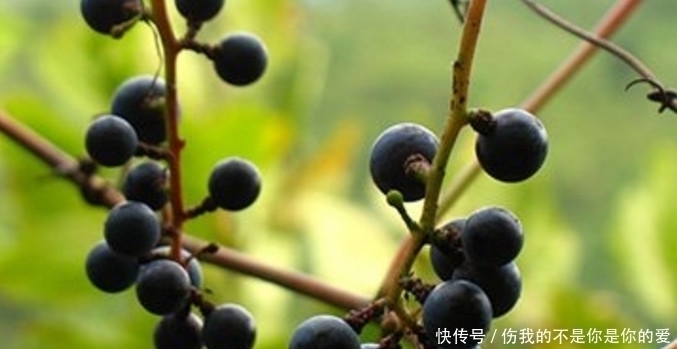 山葡萄|田野间的这种野果子，农民都将它当宝贝一样，你们有没有吃过