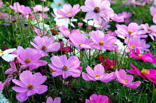 阳台就养这四款花,比吊兰、绿萝还要好养,花开美艳动人