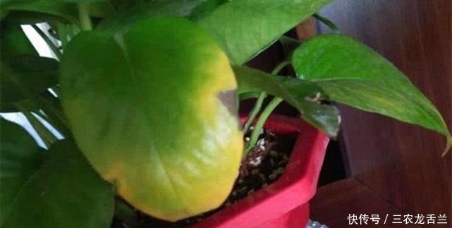 感染细菌|绿萝隔三差五的长出黄叶来, 赶紧这么处理