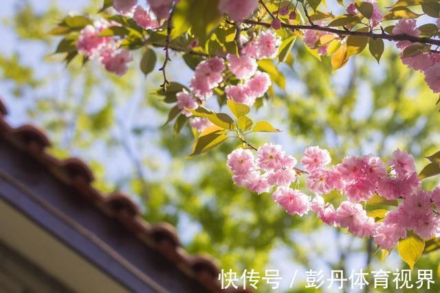 闲书|6首悠闲诗词:一壶清茶许流年,半卷闲书慰平生