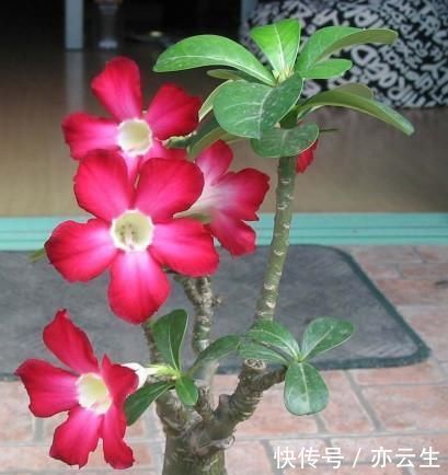 种植|家庭种植的沙漠玫瑰,一直出现掉叶子,也不孕蕾,是什么原因呢