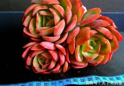 养多肉绮罗,做好几件事,完美逆袭,成为冬天的颜值担当!