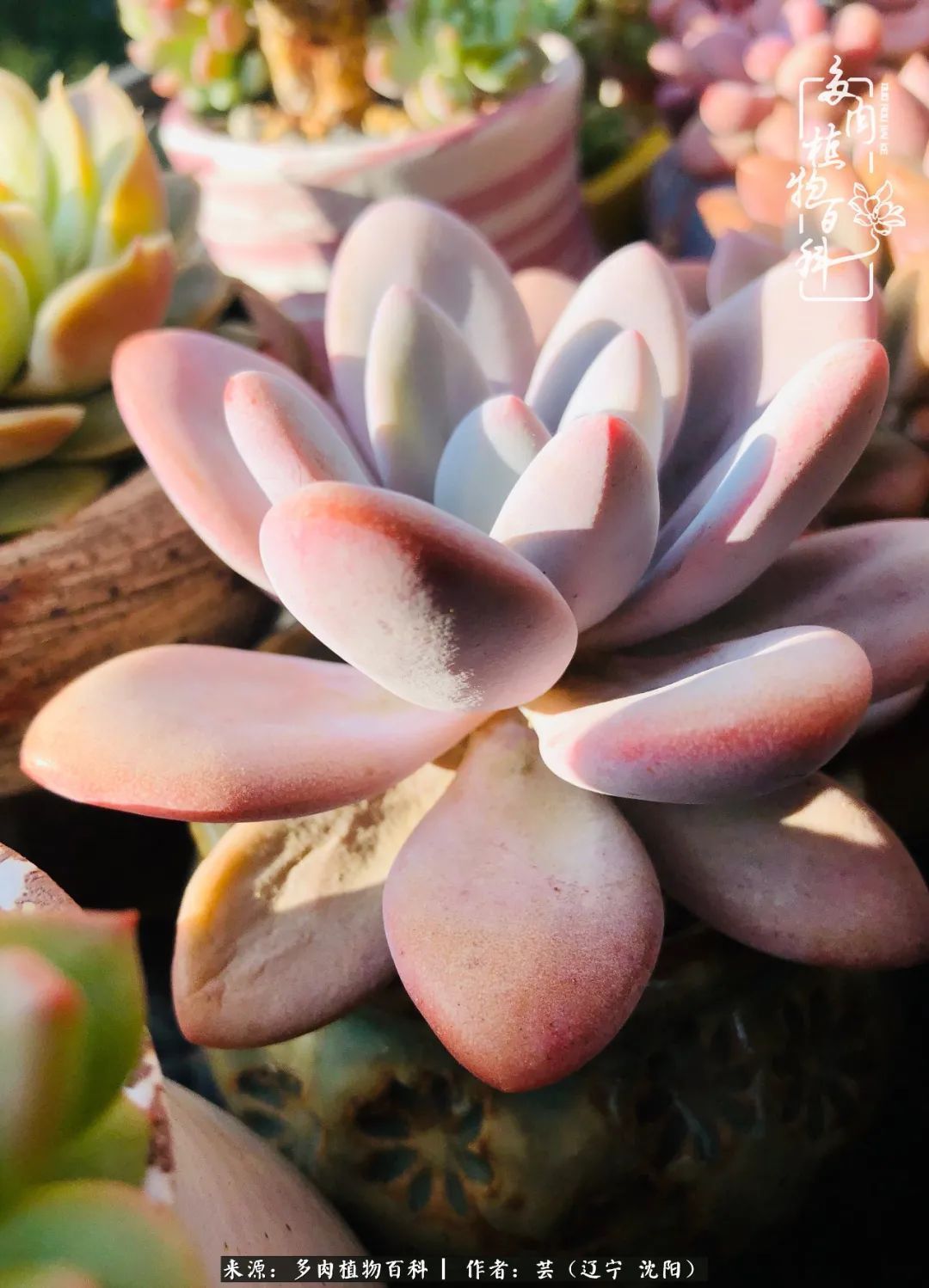 血罗|万物皆有灵性，一年四季有多肉陪伴真好！