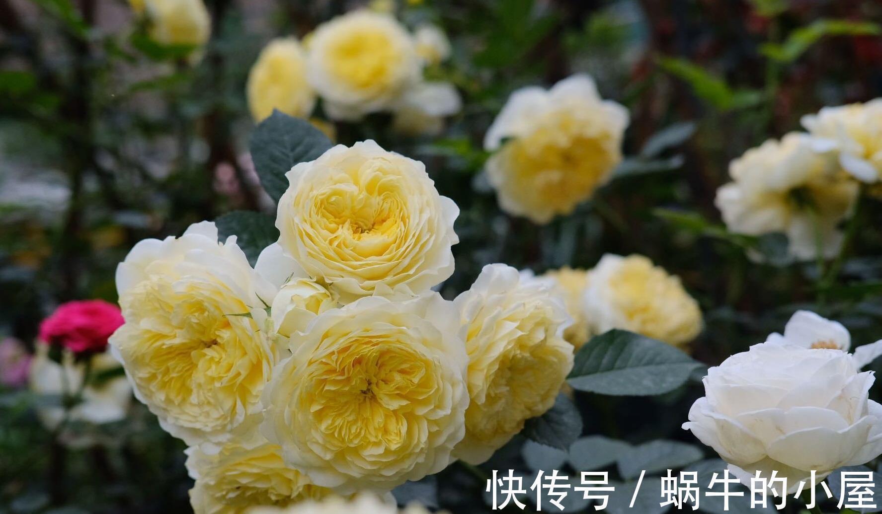 藤本月季|又美又香的花,花量大,多季开花,可做花墙,阳台也能种