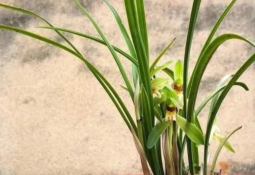 兰花只发芽不长根，究竟是什么原因？原因很简单，治理也不难