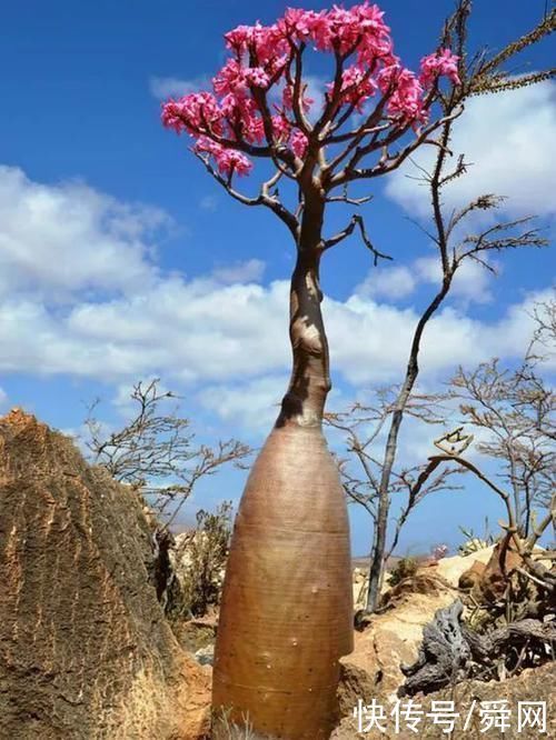 神奇!这个开花树居然可以长成这样震撼世人!真是太美了