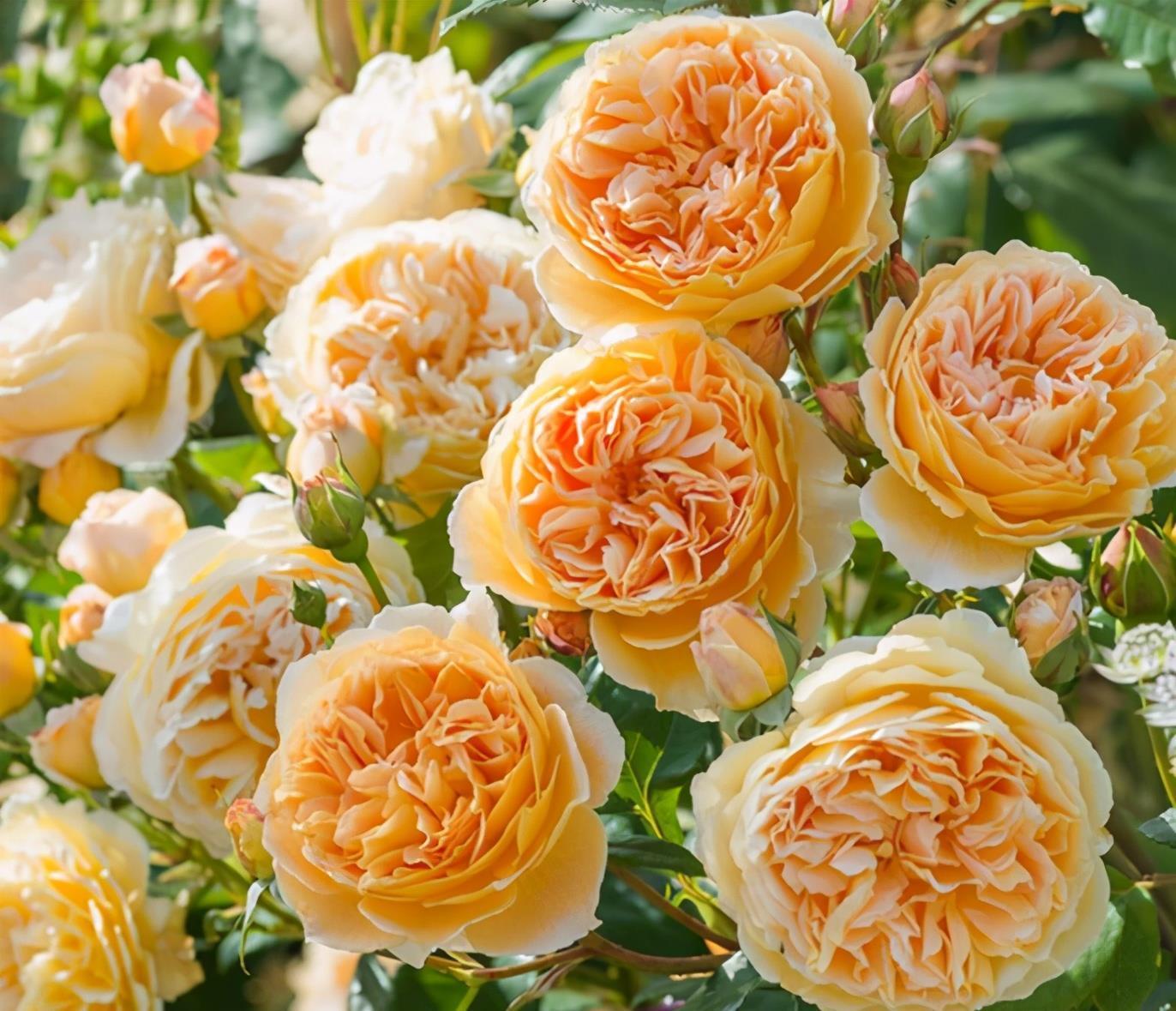 院子别空着,10种藤本月季,总有一种值得你喜欢