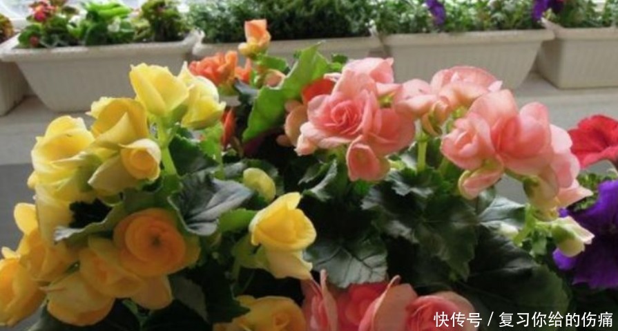 倾国倾城|1种花美得倾国倾城，叶美花更美，四季开花不断，随便一养就爆盆