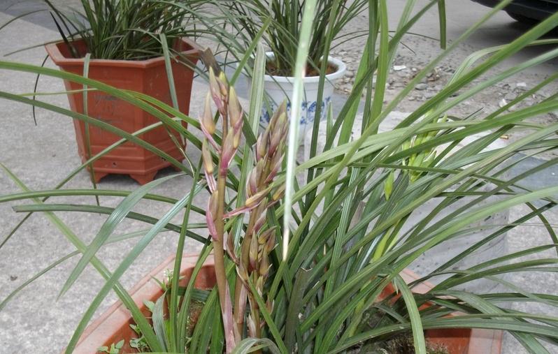 养兰花，不注意这些小事情，盆栽将迟迟不开花