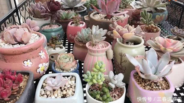 多肉一到夏天就死学会“5招”，安全度夏，叶片饱满，还爆盆了