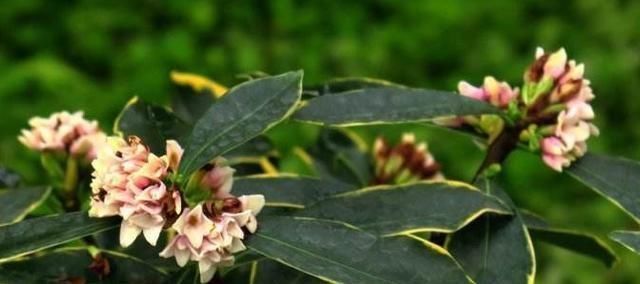 金边瑞香开花香，度夏注意这“几点”，轻轻松松，枝繁叶茂！