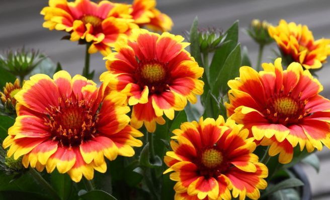 喜欢菊花,不如养盆“菊中精品”天人菊,花开成簇密集如球