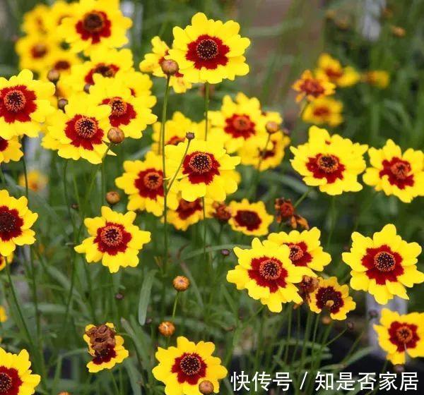 长春花|6种“小草花”，满院子疯长开花，不怕高温，不怕脚踏，折腾不死