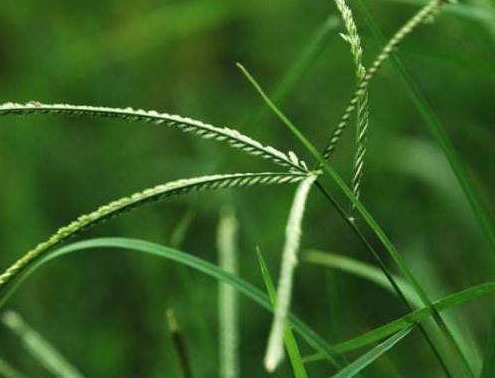 祸患|农村“踩不死”的野草，曾经是农民心头祸患，殊不知是天然凉茶