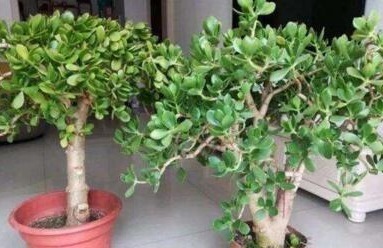 玉树长得慢10天浇次“它”,枝粗,叶翠绿,还能开白花,漂亮!