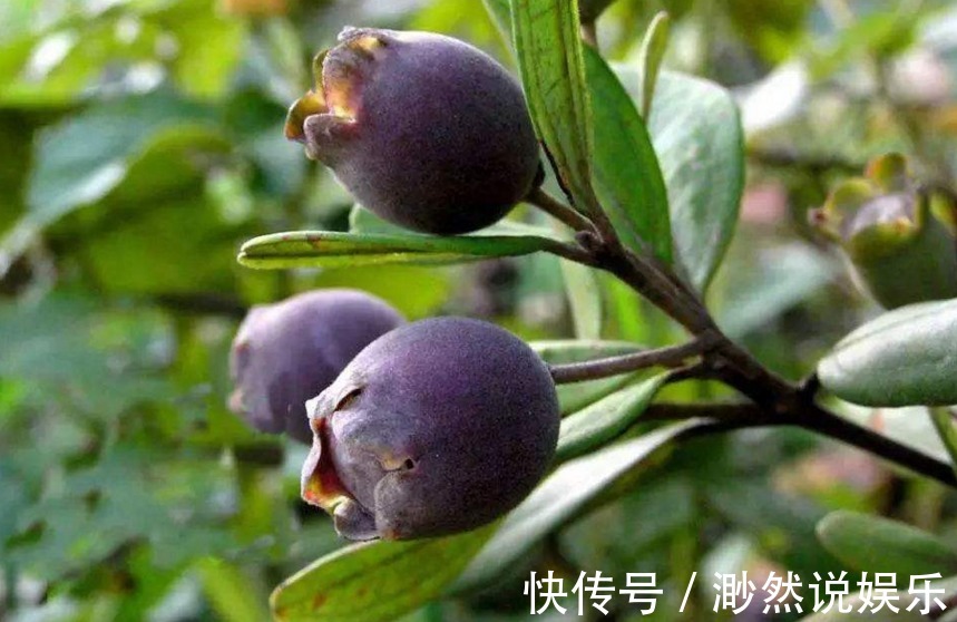 高产|助阳补阴,明目壮肾的乌饭子,农民掌握种植要点,收获高产乌饭子