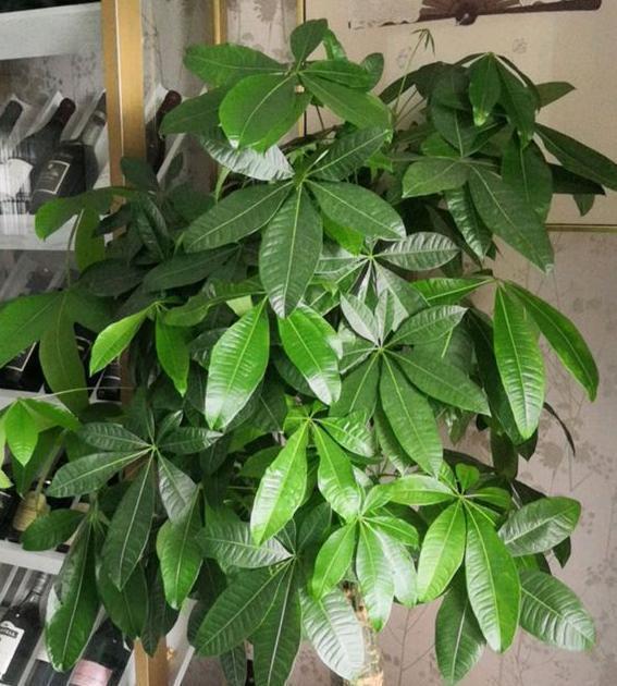 发财树最爱喝“2种水”,每月浇一点,叶片不发黄,绿得冒油光