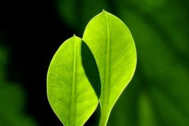 天才|孩子总说“这句话”，说明你可能养了个天才，家长别轻易扼杀