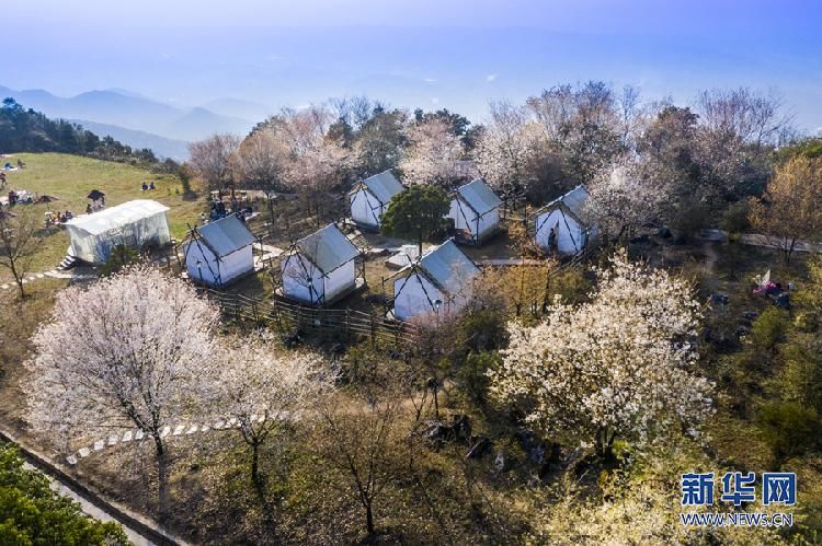 樱花烂漫 来重庆云龟山赴一场与春天的约会