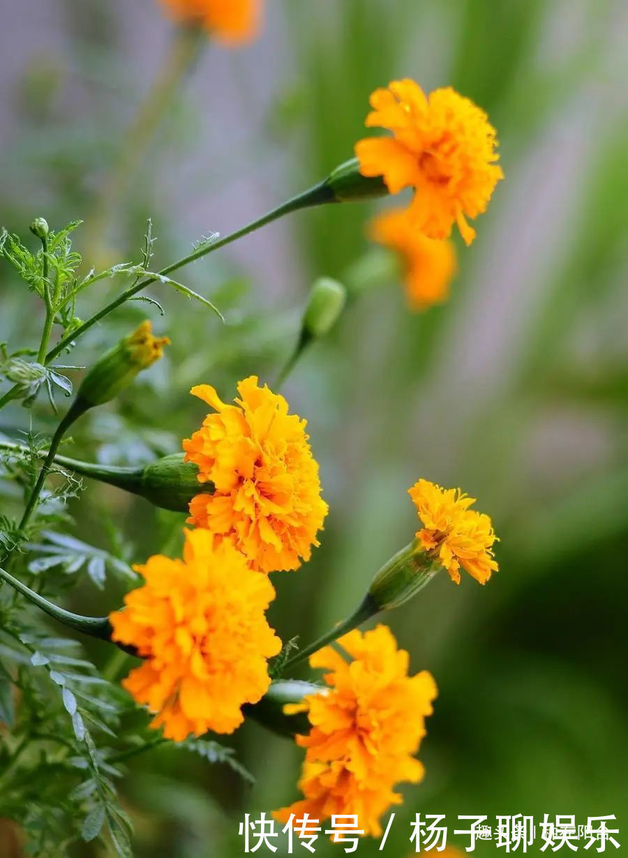 植株|万寿菊越黄越娇艳、越大越吉祥,栽种1个月,伴你一夏季!